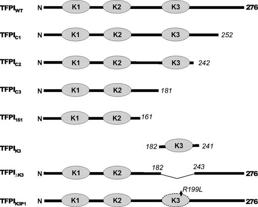 Figure 1. Schematic of altered TFPI forms. The dark line represents the TFPI sequence; and the gray ovals, the Kunitz domains. Numbers in italics indicate the residue at the sites of truncations. Note that TFPIK3P1 is a point mutation.