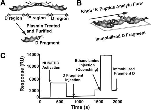 Figure 1. SPR experimental protocol. (A) Schematic representation of fibrinogen and the 2 major regions, E and D. Plasmin treated fibrinogen, and purification of the fragments generates D fragment. (B) Surface plasmon resonance (SPR) experimental set-up with D fragment immobilized to an SPR chip acting as the ligand and the knob A peptides flow across the surface as the analyte. (C) Representative SPR sensorgram for D fragment immobilization where the carboxyl-terminated self-assembled monolayers were activated by 1-ethyl-3-(3-dimethylaminopropyl) carbodiimide (EDC)/N-hydroxysuccinimide (NHS), enabling amine-targeted immobilization of D fragment. Ethanolamine quenched any unreacted carboxyl groups and rid the surface of nonspecifically bound D fragment.