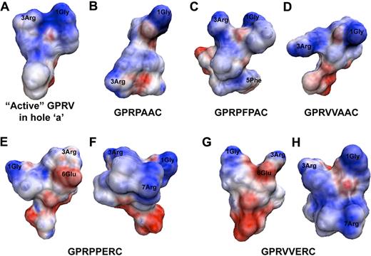 Figure 5. Electrostatic potential surface maps. Electrostatic potential surface maps were for the representative trajectory from most occupied cluster grouping. (A) GPRV in the active conformation, (B) GPRPAAC, (C) GPRPFPAC, (D) GPRVVAAC, (E) GPRPPERC, (F) GPRPPERC rotated 180° about the vertical axis, (G) GPRVVERC, and (H) GPRVVERC rotated 180° about the vertical axis.