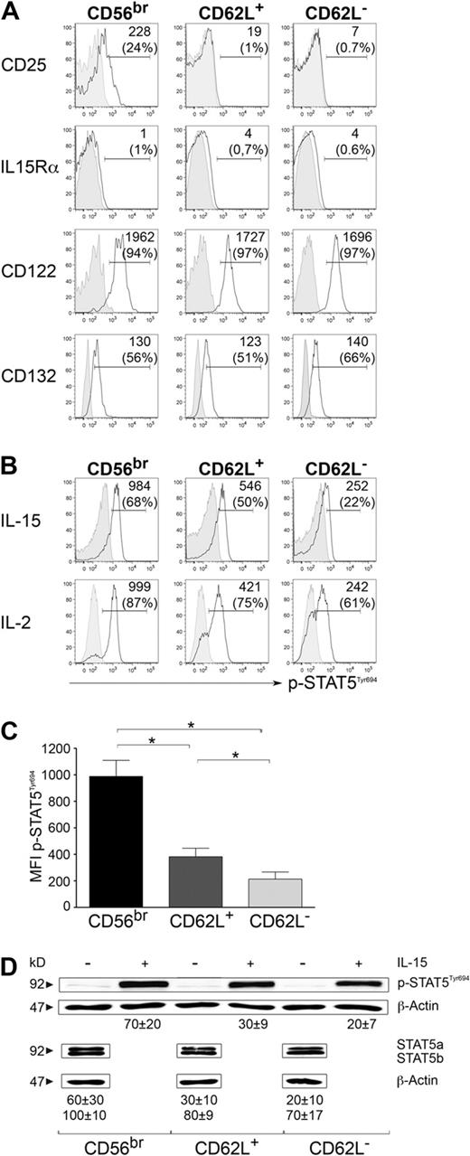 Figure 2. Responsiveness to γ-chain cytokines by different NK-cell subsets. (A) Ex vivo staining of CD25 (IL2Rα chain), IL15Rα chain, CD122 (IL15/IL2Rβ chain), and CD132 (common γ chain; open histograms) and corresponding isotype control staining (gray-filled histograms) on CD56bright, CD56dim CD62L+, and CD56dim CD62L− NK cells. Percentages of positive cells and median fluorescence intensity (MFI) values of specific staining minus MFI of isotype staining of 1 representative donor of 3 are depicted. (B-D) Levels of p-STAT5 after stimulation of sorted NK-cell subsets with 100 ng/mL IL-15 or 100 ng/mL IL-2 for 15 minutes. (B) One representative experiment of 6 for IL-15 and of 4 for IL-2 is shown. Stimulated cells (open histograms) and unstimulated controls (gray-filled histograms) are depicted. MFI values of stimulated minus MFI of unstimulated controls and frequencies of p-STAT5+ cells are shown in each plot. (C) Mean value of p-STAT5 MFI ± SEM after IL-15 stimulation of 6 independent experiments is shown. *P < .05 as calculated by Wilcoxon test. (D) Western blot analysis of p-STAT5T694 levels after stimulation of sorted NK-cell subsets with or without 100 ng/mL IL-15 for 15 minutes (top panel) and ex vivo levels of total STAT5a and STAT5b (bottom panel) are shown. One representative experiment of 4 is shown. Numbers under the β-actin bands represent signal intensity displayed by each band normalized to β-actin (mean value ± SEM of 4 independent experiments).