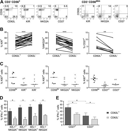 Figure 4. Analysis of CD62L, CD27, KIR or NKG2A expression in relation to NK-cell proliferation and IFN-γ production. (A) FACS analysis of PBMCs stained for the indicated markers and gated on CD3− CD56+ NK cells (left) or on CD3− CD56dim NK cells (right); 1 representative donor of 11 is shown. (B) Percentage of 2 + 3D KIR+ (indicated as KIR), NKG2A+ or CD27+ cells within CD56dim CD62L+ or CD56dim CD62L− subsets; 26 (KIR), 22 (NKG2A), and 10 (CD27) different healthy donors are shown. **P < .01; ***P < .0001 as calculated by Wilcoxon test. (C) Ki67 expression in PB-NK cell subsets after staining for CD62L, KIR (2 + 3D KIR), NKG2A and CD27 and gating on CD56bright or the indicated CD56dim subsets; 7 (KIR and NKG2A) or 8 (CD27) donors plus corresponding medians are shown. (D) CD56dim NK cells derived from HLA-Bw4 donors were sorted for NKG2A− CD62L+ or NKG2A− CD62L− cells and stimulated with 50 ng/mL IL-12 + 50 ng/mL IL-18 for 24 hours, in the presence of BrefeldinA for the final 8 hours. After staining for 2D KIR and KIR3DL1 (indicated as 3DL1), IFN-γ expression was analyzed within competent 2D KIR− KIR3DL1+ or hyporesponsive 2D KIR− KIR3DL1− cells. Mean ± SEM of 6 independent experiments is shown. (E) CD56dim NK cells were sorted according to CD27 and CD62L expression and IFN-γ was analyzed after stimulation with IL-12+IL-18. Mean ± SEM of 6 independent experiments is shown. *P < .05 as calculated by Wilcoxon test.