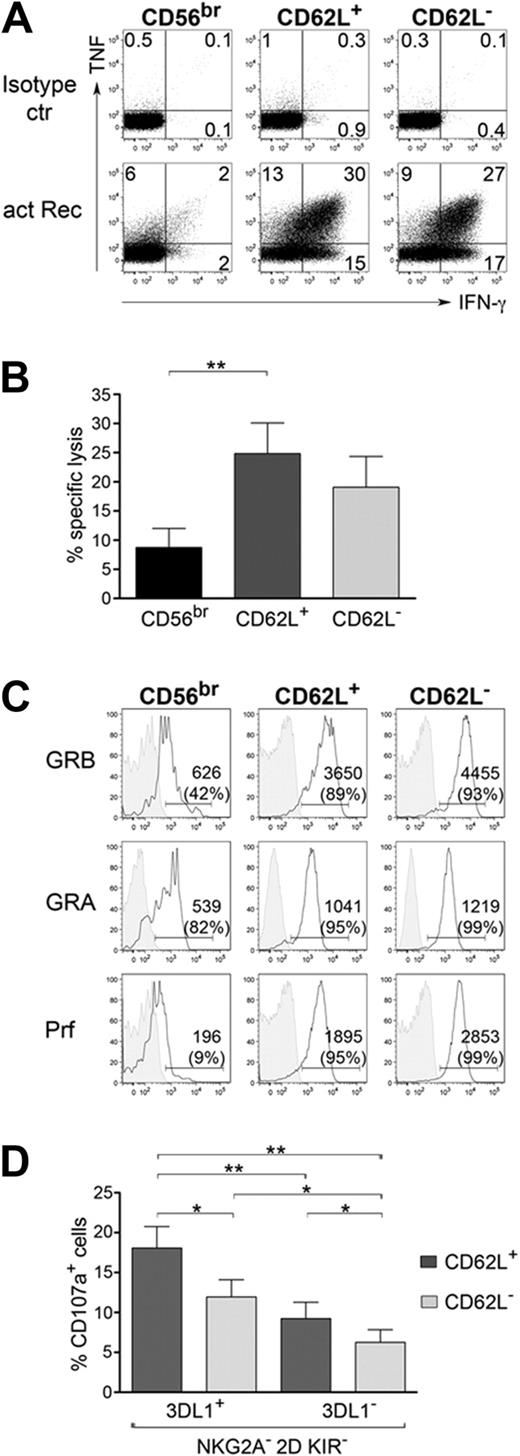 Figure 5. Analysis of cytokine production and cytotoxicity in different NK-cell subsets after activating receptor stimulation. (A) Analysis of intracellular IFN-γ and TNF expression in CD56bright, CD56dim CD62L+, and CD56dim CD62L− NK cells after stimulation with a combination of plate-bound mAbs against NKp30, NKp46, NKG2D, 2B4, and CD2 or isotype control mAb; 1 representative experiment of 6 is shown. (B) Analysis of NK-cell subset cytotoxicity after K562 stimulation; mean ± SEM of 9 independent experiments is shown. (C) Ex vivo staining of granzymeA (GRA), granzymeB (GRB), perforin (Prf; open histograms), and of corresponding isotype control (gray-filled histograms) in CD56bright, CD56dim CD62L+, and CD56dim CD62L− NK cells; 1 representative donor of 3 is shown. MFI and percentage of positive cells is depicted. (D) CD56dim NK cells derived from HLA-Bw4 donors were sorted for NKG2A− CD62L+ and NKG2A− CD62L− cells and stimulated for 6 hours with K562. CD107a expression was analyzed within competent KIR3DL1+ 2D KIR− NKG2A− and hyporesponsive KIR3DL1− 2D KIR− NKG2A− NK-cell subsets after staining for KIR3DL1 (indicated as 3DL1) and 2D KIR and gating on the indicated subsets. Mean ± SEM of 8 independent experiments is shown. *P < .05; **P < .01; ***P < .0001 as calculated by Wilcoxon test.