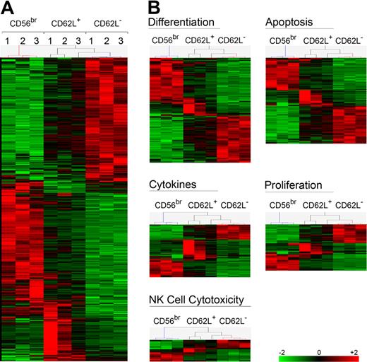 Figure 6. Gene profile analysis of different NK cell subsets. Gene expression profiling of sorted NK-cell subsets (n = 3 for each of 3 subsets) identified 8003 probe sets in total, using High Performance Chip Data Analysis with Bioretis database as described in supplemental Methods. Hierarchical clustering was performed with Genes@Work with Pearson correlation and center of mass. (A) All 1816 differentially expressed probe sets between CD56dim CD62L+ and CD62L− are shown. (B) Five functional groups of probe sets were generated with Database for Annotation, Visualization and Integrated Discovery (DAVID) from significantly differentially regulated probe sets between CD56dim CD62L+ and CD62L− NK-cell subsets.
