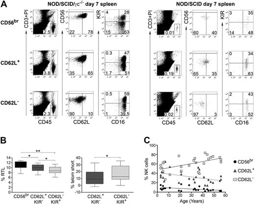 Figure 7. CD56dim CD62L+ (KIR−) NK cells partially lose CD62L expression in vivo, have intermediate telomere length and decrease with aging. (A) FACS analysis of cells recovered from the spleen of immunodeficient mice (NOD/SCID/γc−/− mice, left and NOD/SCID, right), 7 days after transfer of human CD56bright CD62L+, CD56dim CD62L+ or CD56dim CD62L− cells, which have been sorted with high purity. NOD/SCIDγc−/− mice were treated with IL-15+IL-15RαFc. Human NK cells were identified as hCD45+ CD3− CD56+. Percentage of expression of CD56, CD62L, 2 + 3D KIR (indicated as KIR) and CD16 on recovered NK cells is shown in each quadrant. One representative experiment performed with both mouse strains of 3 independent experiments is shown. (B) Telomere length analysis of CD56bright, CD56dim CD62L+ KIR− and CD56dim CD62L− KIR+ NK-cell subsets; box plots with median percentage of relative telomere length (RTL, see supplemental Methods) plus interquartile range of 9 different donors is shown in the left graph; median percentage of telomere shortening (telom short) of CD56dim CD62L+ KIR− or of CD56dim CD62L− KIR+ cells relative to CD56bright ones is shown on the right. *P < .05; ** P < .01 as calculated by the paired Student t test. (C) Analysis of percentage of CD56bright (r = −0.56, P = .003), CD56dim CD62L+ (r = −0.44, P = .02), and CD56dim CD62L− (r = 0.56, P = .003) in correlation to age; Pearson correlation coefficient of 26 donors has been calculated.