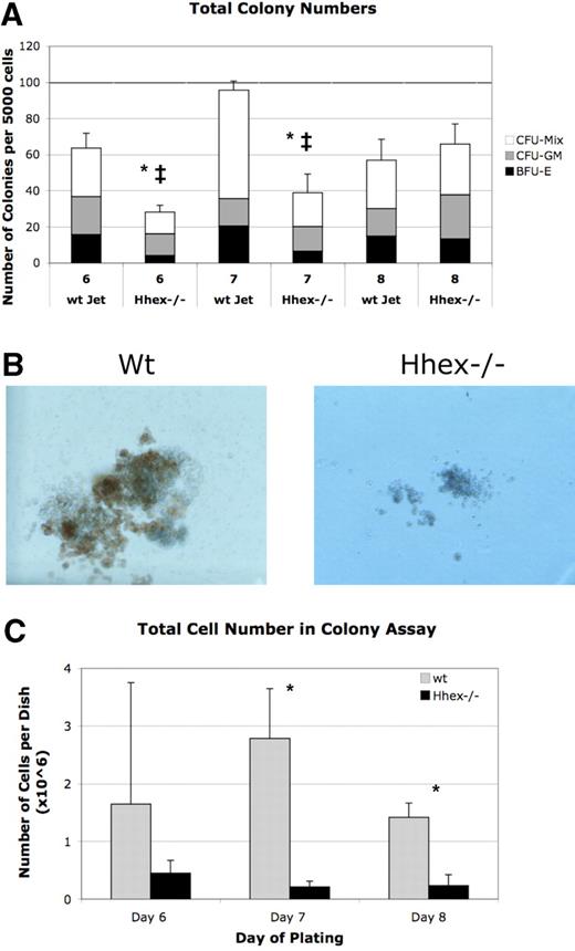 Figure 5. Colony-forming ability of wt and Hhex−/− CD41+CD45−c-kit+ cells. (A) The number of colonies obtained from day 6 to 8 sorted CD41+CD45−c-kit+ cells. Mixed lineage colony-forming unit (CFU-Mix), granulocyte-macrophage colony-forming unit (CFU-GM), and erythroid burst-forming unit (BFU-E) colonies were enumerated after 7 days in culture. Hhex−/− did not show a significant change in the percentage of each colony type (CFU-GM, CFU-Mix, BFU-E) compared with wt Jet–derived colonies. The total number of colonies derived from Hhex−/− day 6 and day 7 isolated CD41+CD45−c-kit+ cells was significantly reduced, whereas the total number of colonies from day 8 cells was relatively equivalent between the 2 samples; *P < .001. Error bars represent SD. The ‡ indicates the difference within the Hhex−/− colonies over time; P < .005. (B) Colonies derived from day 8 flow-sorted wt (left) and Hhex−/− (right) CD41+CD45−c-kit+ cells. Images were captured on Olympus IX50 inverted microscope; original magnification ×100, 10×/0.25 Ph1 objective; Olympus SC35 camera; Kodak 64T Tungsten film. (C) The total number of cells counted, from colonies obtained from day 6 to 8 sorted CD41+CD45−c-kit+ cells, after 7 days in culture. Error bars represent SD. *P < .05.