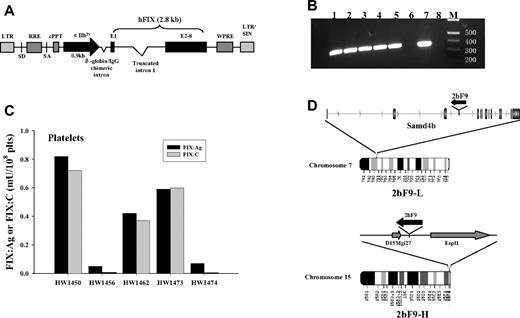 Figure 1. Generation of 2bF9 transgenic mice. (A) Schematic representation of 2bF9 lentiviral vector. A 2.8-kb hFIX cDNA, including a 1.4-kb truncated intron 1 between exon 1 (E1) and the remaining exons (E2-8) is under control of the αIIb promoter (αIIbPr). (B) PCR analysis of mouse genomic DNA showing that 2bF9 transgene is detected in 5 founder mice. The expected 0.35-kb band is seen. Lanes 1 to 5 indicate 5 founder mice; lane 6, FIXnull mouse control; lane 7, pWPT-2bF9 plasmid DNA control; lane 8, water control; and M, Hi-Lo DNA marker. (C) FIX expression in the platelets of 5 founders. Founders HW1473 and HW1474 were developed into the 2 transgenic lines referred to in Figure 2A as 2bF9-H and 2bF9-L, respectively. plts indicates platelets. (D) Integration sites of 2bF9 transgene. (Top) 2bF9 transgene integration site of 2bF9-L mice in the third intron of the Samd4b gene on chromosome 7. Transgene is in reverse transcriptional orientation to Samd4b. (Bottom) Transgene integration site of 2bF9-H mice between the hypothetical gene D15Mgi27 and the Espl1 gene on chromosome 15. 2bF9 was oriented reverse to both genes.