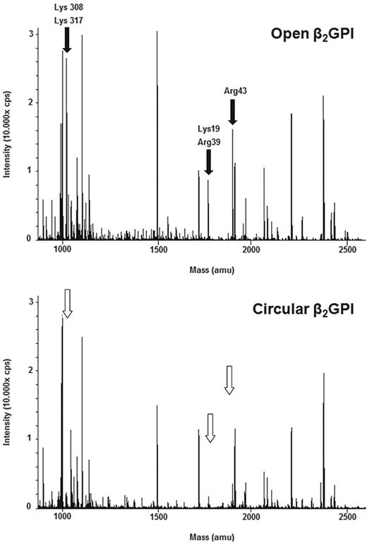 Figure 5. Comparison of LC-MS surveys of β2GPI. LC-MS analyses of open and circular β2GPI. The molecular masses of detected tryptic peptides are indicated. Comparison of these 2 analyses shows that in the open conformation of β2GPI (top panel) cleavage has taken place of the amino acids Lys19, Arg39, Arg43 (domain I), Lys305, and Lys317 (domain V) indicated by black arrows, whereas they are not or less visible in the circular conformation of β2GPI (bottom panel) indicated by white arrows.