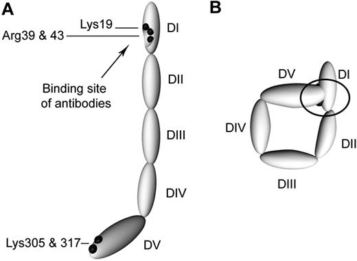 Figure 7. Schematic representation of circular and open β2GPI. (A) β2GPI with its 5 domains (DI-DV) as it is in complex with anti-β2GPI antibodies. (B) A proposed model of plasma β2GPI. Black dots represent the amino acids not accessible for trypsin; black arrow indicates the location of the amino acids involved in the recognition of anti-β2GPI antibodies. In the circular conformation, the black circle indicates the concealing of the amino acids involved in the binding site of anti-β2GPI antibodies as a result of interaction between domains I and V of β2GPI.