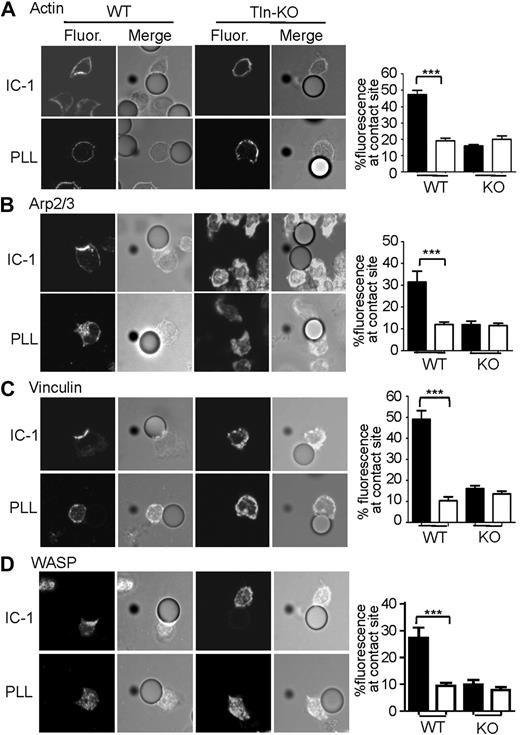 Figure 2. Accumulation of actin, Arp2/3, vinculin, and WASP is talin-dependent. NK cells generated in vitro from wild-type (WT) or talin-knockout (KO) embryonic stem (ES) cells were incubated with ICAM-1 (IC-1) or PLL beads as indicated. Cells were fixed, permeabilized, and stained for actin (A), Arp2/3 (B), vinculin (C), or WASP (D). Cells were stained and analyzed by confocal microscopy as in Figure 1. The percent fluorescence intensity of staining at the contact site between an NK cell bound to an (▬) ICAM-1– or (▭) PLL-coated bead was calculated as in Figure 1 and shown in bar graphs to the right of confocal images. Error bars indicate SEM, n = 10 per condition. ***P < .005 compared with corresponding PLL condition.