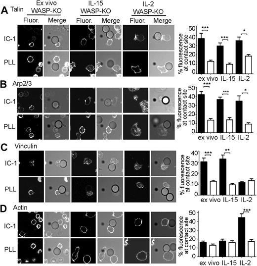 Figure 3. WASP-KO NK cells show normal accumulation of talin, Arp2/3, and vinculin, but not actin. Ex vivo, IL-15–, or IL-2–activated splenic NK cells from WASP-KO mice were incubated with ICAM-1 (IC-1) or PLL beads, fixed, permeabilized, and stained for talin (A), Arp2/3 (B),vinculin (C), or actin (D) and analyzed by confocal microscopy as in Figure 1. The percent fluorescence intensity of staining at the contact site between an NK cell bound to an (▬) ICAM-1– or (▭) PLL-coated bead was calculated as in Figure 1 and shown in bar graphs to the right of confocal images. Error bars indicate SEM, n = 10 per condition. ***P < .005, **P < .01, and *P < .05 compared with corresponding PLL condition.