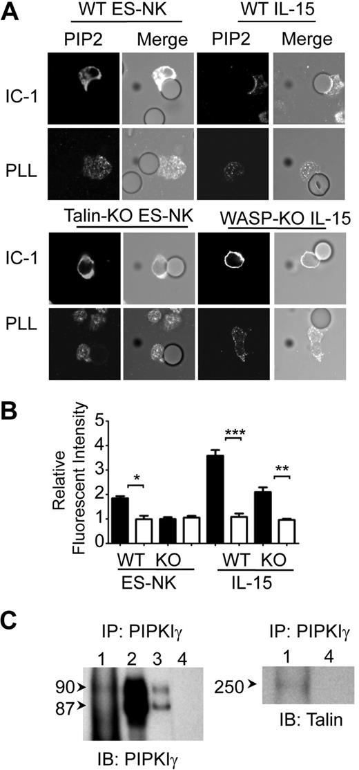 Figure 5. Talin associates with PIPKIγ and is required for enrichment of PIP2 after binding of LFA-1 to ICAM-1. (A) WT or talin-KO ES-derived NK cells (ES-NK) and WT or WASP-KO IL-15–activated cells were incubated with ICAM-1 (IC-1)– or PLL–coated beads, fixed, permeabilized, stained with anti-PIP2 and Alexa Fluor 488–conjugated secondary antibody, and analyzed by confocal microscopy as in Figure 1. (B) Fluorescence intensity of PIP2 staining at the contact site between a cell and a bead coated with ICAM-1 (▭) or PLL (▬) is expressed as a ratio of fluorescence at the contact site over fluorescence at an opposite point. Error bars indicate SEM, n = 10 per condition. *P < .05 and **P < .01 compared with corresponding PLL condition. (C) IL-15–activated splenic NK cells were lysed and immunoprecipitation was performed with anti-PIPKIγ (lane 1) or isotype control antibody (lane 4). Immunoprecipitates were probed with anti PIPKIγ (left) or anti-talin (right). As a positive control 20 μg (lane 2) or 2.5 μg (lane 3) of purified rat brain extract protein containing the 90- and 87-kDa isoforms of PIPKIγ was immunoblotted with anti-PIPKIγ antibody.