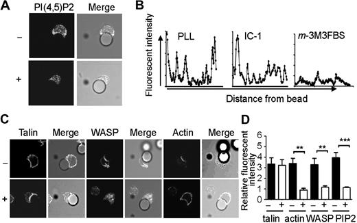 Figure 6. Disruption of PIP2 prevents recruitment of WASP and decreases actin polymerization. IL-15–activated splenic NK cells were treated (+) or not (−) with 20μM m-3M3FBS and allowed to bind to ICAM-1–coated beads. (A) Cells were fixed, permeabilized and stained for PIP2, and analyzed by confocal microscopy as in Figure 1. (B) Fluorescent intensity of PIP2 staining was measured by drawing a line from the point of contact between an untreated NK cell bound to a PLL–coated bead (left), an untreated NK cell bound to an ICAM-1–coated bead (center), or an m-3M3FBS–treated cell (right). (C) Cells were fixed, permeabilized, stained for talin, actin, or WASP, and images were analyzed by confocal microscopy as in Figure 1. (D) Fluorescence intensity of staining at the contact site between an untreated (▬) or treated (▭) NK cell bound to an ICAM-1–coated bead expressed as a ratio of fluorescence at the contact site over fluorescence at a random point opposite. Error bars indicate SEM, n = 10 per condition. ***P < .005 and **P < .01 compared with corresponding PLL condition.