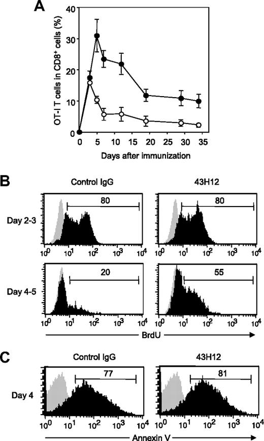 Figure 2. Enhanced expansion of Ag-reactive CD8+ T cells by blockade of B7-H1/CD80 interaction. B6 mice were transferred intravenously with OTA-specific CD8 (OT-I) T cells and injected intravenously with 0.5 mg of OVA257-264 peptide. On day of peptide injection and 3 days later, the mice were treated intraperitoneally with 200 μg of 43H12 or control rat IgG. (A) PBMCs were harvested at the indicated time points, and a percentage of OT-I T cells in total CD8-positive cells was assessed in the 43H12-treated (●) or control IgG-treated (○) mice by flow cytometry. The data are shown as mean ± SEM. (B) Mice were given 100 μg of BrdU intraperitoneally on day 2 (top panels) or day 4 (bottom panels) after OVA peptide injection. Twenty-four hours after BrdU injection, spleen cells were harvested and BrdU incorporation in CD8/OVA-tetramer double-positive OT-I T cells was analyzed by flow cytometry (black histogram). As background level, OT-I T cells in the mice without BrdU administration were stained similarly (gray histogram). (C) Spleen cells were harvested 4 days after OVA peptide injection and annexin V staining in CD8/OVA-tetramer double-positive OT-I T cells was analyzed by flow cytometry (black histogram). Background level without annexin V staining is also shown (gray histogram). All experiments were independently repeated at least 3 times, and the representative data are shown. The numbers in the histogram indicate the percentage of positively stained cells.