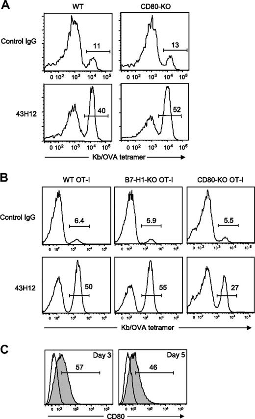 Figure 3. A role of T cell–associated CD80 in the inhibitory effects of B7-H1/CD80 interaction. (A) WT B6 mice or CD80-KO mice were transferred intravenously with OT-I T cells. In panel B, B6 mice were transferred intravenously with WT, B7-H1-KO, or CD80-KO background OT-I T cells. In both settings, the recipient mice were injected intravenously with 0.5 mg of OVA257-264 peptide, and treated intraperitoneally with 200 μg of 43H12 or control rat IgG on day of peptide injection and 3 days later. Splenocytes were harvested 5 days after peptide injection, and the percentage of OT-I T cells in CD8-positive population was assessed by flow cytometry. (C) B6 mice were transferred intravenously with OT-I T cells and injected intravenously with 0.5 mg of OVA257-264 peptide. On day 3 and day 5, CD8/OVA-tetramer double-positive OT-I T cells was stained with anti-CD80 mAb and analyzed by flow cytometry (gray histogram). Nonstained background levels of the same cells are also shown (open histogram). All experiments were repeated at least 3 times, and the representative data are shown. The numbers in the histogram indicate the percentage of positively stained cells.
