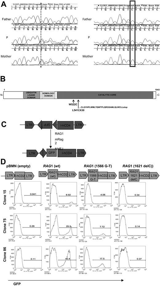 Figure 4. In vitro genetic and functional evaluation of the Rag 1 defect from Subject P. (A) Sequence analysis of the patient (middle) and his father (top) and mother (bottom), showing the novel mutation 1621delC and a previously reported 1566G > T, missense mutation (A). Both of these mutations are located within the catalytic core of RAG1 (B). (B) The effect of patient mutations on Rag1 protein. Both mutations are predicted to disrupt the catalytic domain of Rag1 with a missense W522C and the novel deletion L541CfsX30 with the resulting truncated open reading frame as indicated. (C) Mouse pro-B Abelson line deficient for Rag1 was infected with inverted substrate. (D) Subclones 1, 2, and 3 with single copy stable integrants were transduced with wild-type, G1566T, or 1621delC, then treated with STI-571 (an abl kinase inhibitor) to promote cell differentiation and induction of Rag activity. The level of GFP expression (x-axis) indicated the recombinase activity level, and only minimal GFP level was detected in the absence of STI-571.
