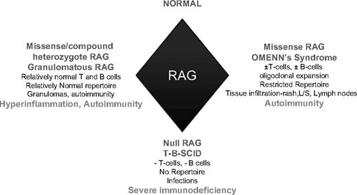 Figure 6. A model depicting key immunologic phenotypes and characteristic features in the spectrum of Rag-deficient genotypes.