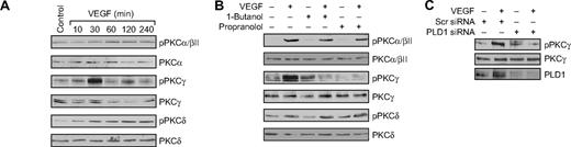 Figure 3. VEGF-induced PKCγ activation is mediated by PLD1 in HRMVECs. (A) Quiescent HRMVECs were treated with and without VEGF (40 ng/mL) for the indicated time periods, and cell extracts were prepared and analyzed by Western blotting for PKCα/βII, -γ, and -δ phosphorylation using their phosphospecific antibodies. (B) All the conditions were the same as in panel A, except that cells were treated with and without VEGF (40 ng/mL) in the presence and absence of 1-butanol (0.25%) or propranolol (200μM) for 30 minutes and cell extracts were prepared and analyzed by Western blotting for PKCα/βII, -γ, and -δ phosphorylation using their phosphospecific antibodies. (C) HRMVECs that were transfected with scrambled or PLD1 siRNA were quiesced, treated with and without VEGF (40 ng/mL) for 30 minutes, and cell extracts were prepared and analyzed by Western blotting for PKCγ phosphorylation using its phosphospecific antibodies. (A-C) The blots were reprobed with the antibodies of the indicated molecules for either normalization or to show the effect of siRNA on its target molecule levels.