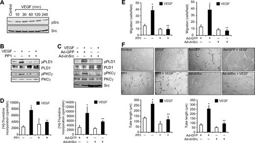 Figure 5. Src mediates VEGF-induced PLD1-PKCγ signaling axis activation. (A) All the conditions were the same as in Figure 1A, except that the cell extracts were analyzed by Western blotting for Src phosphorylation using its phosphotyrosine antibodies. (B) Quiescent HRMVECs were treated with and without VEGF (40 ng/mL) for 30 minutes in the presence or absence of 10μM PP1, a potent Src inhibitor, and cell extracts were prepared and analyzed by Western blotting for PLD1 and PKCγ phosphorylation using their phosphospecific antibodies. (C) All the conditions were the same as in panel B, except that cells were transduced with Ad-GFP or Ad-dnSrc at 40 multiplicity of infection and quiesced before subjecting them to treatment with and without VEGF (40 ng/mL) for 30 minutes and analyzing the cell extracts for PLD1 and PKCγ phosphorylation. (A-C) The blots were reprobed with antibodies of the indicated molecules for normalization. The bottom blot in panel C shows overexpression of dominant negative Src. (D-F) Quiescent cells in which Src is inhibited by PP1 or its dominant negative mutant were treated with and without VEGF (40 ng/mL), and DNA synthesis, cell migration, and tube formation were measured as described in Figure 1B, C, and D, respectively. Values are mean ± SD. *P < .01 versus vehicle control or Ad-GFP control. **P < .01 versus VEGF or Ad-GFP plus VEGF.