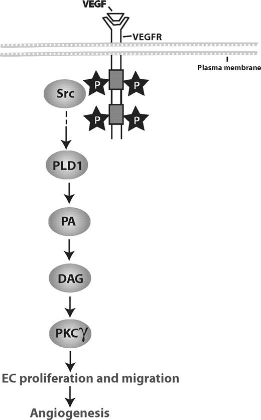 Figure 9. A schematic flow chart depicting the Src-PLD1-PKCγ signaling axis in VEGF and hypoxia-induced pathologic retinal angiogenesis.