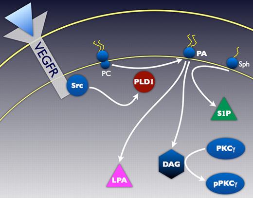 PLD1 mediates production of PA, a central bioactive lipid essential in regulation of VEGF-induced angiogenesis. Details of the pathway and definitions of most abbreviations are in the commentary text. VEGFR indicates VEGF receptor; PC, phosphatidylcholine; and Sph, sphingosine.