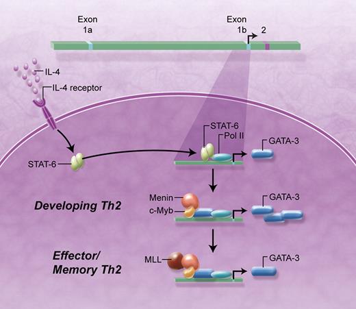 Interaction of IL-4 with the IL-4 receptor on the surface of an activated CD4 T cell leads to the activation of STAT6 and production of a small amount of GATA-3. GATA-3 forms a complex with c-Myb and Menin that interacts with the GATA-3 exon 1b promoter and increases expression of GATA-3 in differentiating Th2 cells. In principle, this complex could maintain transcription at the GATA-3 locus without further IL-4 signaling. After further maturation, MLL joins c-Myb, GATA-3, and Menin on the exon 1b promoter in Th2 effector/memory cells, potentially acting to maintain the transcriptionally active GATA-3 promoter. Professional illustration by A. Y. Chen.