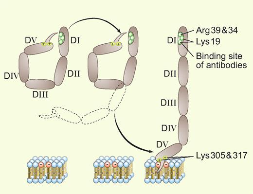An adaptation of Ağar et al's Figure 71 showing the transition between the 2 conformations of β2GPI. Professional illustration by Paulette Dennis.
