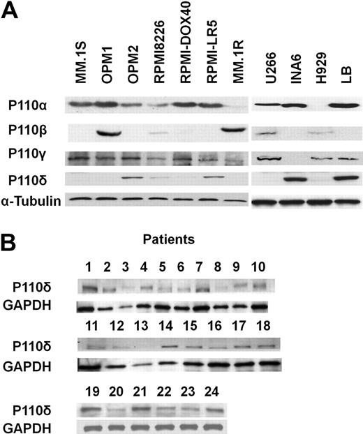 Figure 1. Expression of p110δ in MM cell lines and in patient MM cells. (A) Expression of p110α, β, γ, and δ in multiple myeloma (MM) cell lines was detected by immunoblotting using specific Abs. Anti–α-tubulin monoclonal antibody served as a loading control. (B) p110δ in patient MM cells was detected by immunoblotting using anti-p110δ Ab. Anti-GAPDH monoclonal antibody served as a loading control.