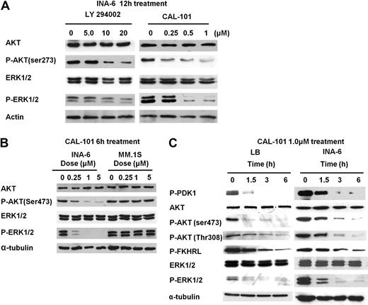 Figure 3. CAL-101 inhibits the PI3K/Akt and ERK pathway. (A) INA-6 cells were cultured with CAL-101 (0-1.0μM) or LY294002 (0-20μM) for 12 hours. Actin Ab was used as a loading control. (B) INA-6 and MM.1S cells were cultured with CAL-101 (0-5.0μM) for 6 hours. (C) LB and INA-6 cells were cultured with CAL-101 (1.0μM) for 0 to 6 hours. Whole-cell lysates were subjected to immunoblotting using AKT, P-AKT (Ser473 and Thr308), ERK1/2, P-ERK1/2, P-PDK1, and P-FKHRL Abs. α-Tubulin is used as a loading control.