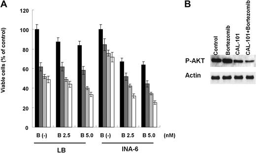 Figure 7. CAL-101 enhances cytotoxicity of bortezomib. (A) LB and INA-6 MM cells were cultured with medium (■) and with CAL101 1.25μM (), 2.5μM (), or 5μM (□) in the presence or absence of bortezomib (0-5nM). Cytotoxicity was assessed by MTT assay; data are mean ± SD of quadruplicate cultures. (B) INA-6 cells were treated with CAL-101 (5μM) and/or bortezomib (5nM) for 6 hours. Phosphorylation of AKT was determined by Western blotting of cell lysates using phospho-AKT (ser473) Ab. Actin served as a loading control.