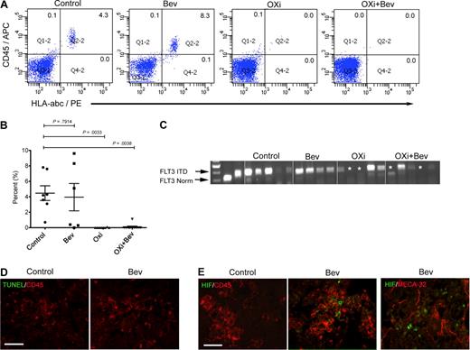 Figure 2. OXi4503 induced regression of systemic AML in bone marrow. Irradiated NOG mice were transplanted with human AML of differing subtypes (M1/2, M4, and M5) including a primary human AML specimen that harbored a high-risk FLT3 ITD mutation and after verification of leukemia engraftment were randomly assigned to 1 of 4 treatment cohorts. (A) Six weeks after AML transplant, NOG mice were treated with bevacizumab, OXi4503, combination (OXi4503+Bev), or controls. After 2 weeks of treatment, bone marrow showed persistence of AML in control and bevacizumab-treated mice. However, incidences of AML engraftment were significantly decreased with OXi4503 (1/8 positive) and combination treatment (1/11 positive) in comparison to controls. Shown are representative flow cytometric plots showing leukemic engraftment in control and bevacizumab-treated mice and no leukemic engraftment in Oxi4503 and combination-treated mice. (B) Quantification of AML engraftment by flow cytometry showed significantly decreased engraftment in OXi4503 and combination-treated animals versus controls. (C) PCR analysis for FLT3 ITD AML revealed molecular remissions (*) of high-risk FLT3 ITD+ AML in 40% of OXi4503 and combination-treated animals. (D-E) TUNEL staining showed no detectable apoptotic response to bevacizumab (D); however, a hypoxia-mediated reaction was observed upon HIF-1α staining (E). CD45+ cells were observed throughout bone marrow sections (scale bar: 100 μm). Values represent mean ± SEM. Gating was established using appropriate isotype controls.