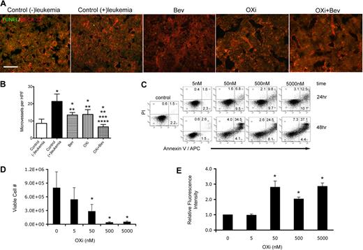 Figure 3. Effects of OXi4503 treatment on bone marrow blood vessels and leukemia cells. (A) MECA-32 staining demonstrated abundant blood vessels throughout bone marrow sections regardless of treatment type (scale bar: 50 μm). (B) Quantification of microvessel density was performed for all treatment and control groups. An additional control group without leukemia transplantation was added to assess the effects of leukemia on microvessel density. * represents significance in comparison to control (−)leukemia group; **, significance in comparison to control (+)leukemia group; ***, significance in comparison to bevacizumab alone group; and ****, significance in comparison to OXi4503 alone group. (C) Leukemic KG-1 cells were incubated with OXi4500 at differing concentrations for 24 hours and the numbers of viable cells quantified using trypan blue dye exclusion. Under these conditions, concentrations of 50nM or higher showed significant decreases in cell viability versus controls. (D) OXi4500 treatment induces apoptosis of leukemic KG-1 cells. After a 24-hour treatment with OXi4500, cells were stained with annexin V and PI and the percentage of apoptotic cells determined using flow cytometry. (E) The generation of ROS was assessed in KG-1 cells at different OXi4500 concentrations by H2DCFDA staining. After 48 hours, ROS were detected at concentrations of 50nM or higher. Relative fluorescent intensity values were normalized to controls (0nM OXi4500). Values represent mean ± SEM; *P < .05; **P < .05; ***P < .05; and ****P < .05. Gating was established using appropriate isotype controls.