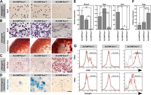 Figure 3. Osteo-, adipo-, and chondrogenic potential of fractionated endosteal cells. (A) ALP staining of freshly isolated ALCAM+Sca-1−, ALCAM−Sca-1−, and ALCAM−Sca-1+ populations. Scale bar: 50 μm. (B) Differentiation of osteoblasts from ALCAM+Sca-1−, ALCAM−Sca-1−, and ALCAM−Sca-1+ populations after osteogenic induction. Osteoblastic differentiation was determined by ALP staining (top) and calcium deposition (alizarin red staining, bottom) after osteogenic induction. Scale bar: 50 μm (upper), 0.5 mm (lower). (C) Differentiation of adipocytes (oil red O-positive cells) from each population after adipogenic induction. Scale bar: 200 μm. (D) Alcian blue staining after chondrogenic induction. Scale bar: 200 μm. (E) qPCR analysis of the osteoblastic markers Runx2, Opn, and Ocn in fractionated endosteal populations. Data represent means ± SD (*P < .01, **P < .05). Representative data from 3 independent experiments are shown. (F) qPCR analysis of the MPC marker Eng in fractionated endosteal populations. Data represent means ± SD (**P < .05). Representative data from 3 independent experiments are shown. (G) Representative results of flow cytometric analysis of the expression of CD90 (top) and Endoglin (bottom) in ALCAM+Sca-1−, ALCAM−Sca-1−, and ALCAM−Sca-1+ populations. Red line, specific Abs; gray dotted line, isotype control. Data represent means ± SD.