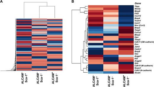 Figure 5. Microarray analysis of fractionated endosteal cells. (A) Hierarchical clustering analysis of gene expression in ALCAM+Sca-1−, ALCAM−Sca-1−, and ALCAM−Sca-1+ populations. (B) Heat map of genes implicated in the control of HSCs in BM niches. The ALCAM+Sca-1− population tended to express genes involved in cell-to-cell and cell-to-ECM (extracellular matrix) interactions between HSCs and niche cells. In contrast, the ALCAM−Sca-1+ population highly expressed growth factors, cytokines and chemokines known to be involved in the regulation of quiescence and proliferation of HSCs.
