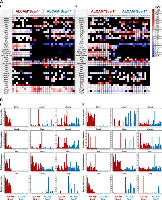 Figure 6. Single-cell Q-PCR array. (A) Heat maps of the representative gene expression patterns of selected genes in ALCAM+Sca-1− and ALCAM−Sca-1+ cells at the single-cell level. The horizontal axis in the heat map is a list of genes tested, including internal controls, and the vertical axis represents cell samples (16 independent cells in each fraction/experiment). The color in each cross point indicates delta-delta Ct (ddCt). Representative data from 2 (of 5) independent experiments are shown. (B) Expression levels of collagen type I alpha 1 (Col1a1), Runx2, alkaline phosphatase (Alp1), Ocn, Angpt1, Thpo, Cdh2, Cxcl12, Nanog, Pou5f1, Sox2, and Eng in each single cell.