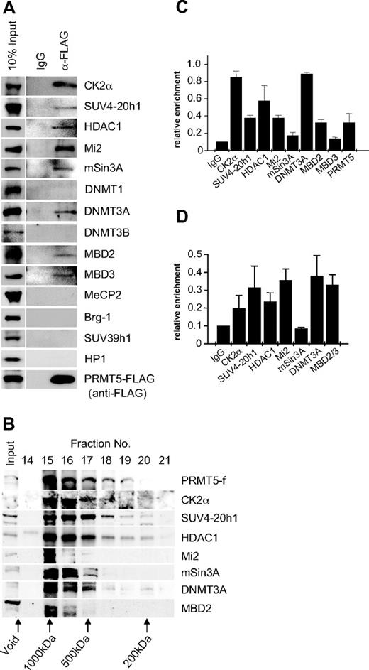 Figure 2. Recruitment of multiple repressor proteins to the γ-promoter is dependent on PRMT5. (A) Western blot analysis of proteins immunoprecipitated from K562 cells expressing PRMT5-f with α-FLAG antibodies (Abs). A mock immunoprecipitation with normal rabbit immunoglobulin G (IgG) was used as a negative control. Abs used are indicated on the right. (B) Western blot analysis of extract from K562 cells expressing PRMT5-f fractionated by Superose 12 gel filtration. Column fractions were concentrated and analyzed using the antibodies indicated. (C) ChIP analysis on chromatin derived from PRMT5-f–expressing K562 cells with the stated Abs. (D) ChIP-ReChIP analysis on chromatin derived from FLAG immunoprecipitates from PRMT5-f K562 cells with the stated Abs. The precipitated DNA was amplified with primers specific for the γ-promoters. Enrichment was calculated relative to normal rabbit IgG. The error bars correspond to the SD. Each experiment was performed twice independently.