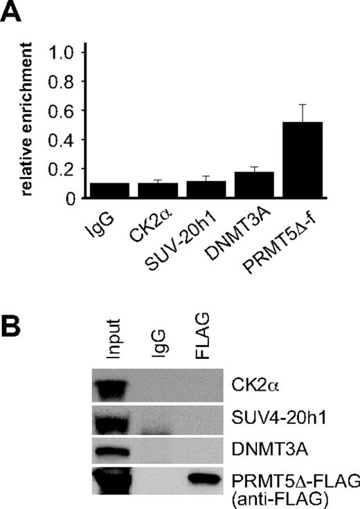 Figure 3. Assembly of the multiprotein repressor complex is dependent on PRMT5 enzymatic activity. (A) ChIP analysis on chromatin derived from PRMT5Δ-f– expressing K562 cells with the stated Abs. The precipitated DNA was amplified with primers specific for the γ-promoters. Enrichment was calculated relative to normal rabbit IgG. The error bars correspond to the SD. Each experiment was performed 3 times independently. Binding of CK2α, SUV4-20h1 and DNMT3A were not significant (P > .05) using Fisher exact test. (B) Western blot analysis of proteins immunoprecipitated from PRMT5Δ-f–expressing K562 cells with anti-FLAG Ab. A mock IP with normal rabbit IgG was used as a negative control. Abs used are indicated on the right.