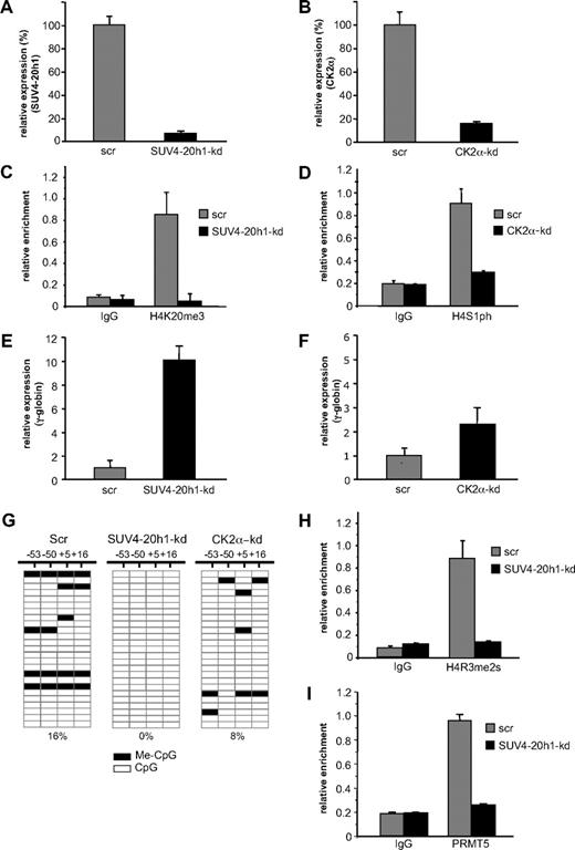 Figure 4. SUV4-20h1 mediates transcriptional silencing of the γ-gene. (A) Expression of SUV4-20h1 and (B) CK2α was analyzed in K562 cells expressing specific shRNAs or scrambled control sequences (scr). (C) H4K20me3 levels at the γ-promoter in SUV4-20h1-kd and scr control cells, and (D) H4S1ph levels at the γ-promoter in CK2α-kd and scr control cells were measured by ChIP analysis. The error bars correspond to the SD. Each experiment was performed twice independently. Normal rabbit IgG served as the control. (E) Analysis of γ-globin gene expression in SUV4-20h1-kd and scr control cells, and (F) CK2α-kd and scr control cells. (G) DNA methylation at the human γ-gene in SUV4-20h1-kd, CK2α-kd and scr control cells. Each row shows the methylation status of individual CpG dinucleotides derived from sequence analysis of 25 representative (of at least 40) individual cloned polymerase chain reaction (PCR) products of the γ-genes after bisulfite modification from knockdown or scr control K562 cells. The differences between the 2 knockdown lines and the scrambled control were highly significant (P < .05). The numbers at the top represent the positions of the CpG dinucleotides relative to the transcriptional start site of the γ-gene. (H) ChIP of the H4R3me2s level and (I) PRMT5 binding at the γ-promoter in SUV4-20h1-kd and scr control cells. Normal rabbit IgG served as the control. The error bars correspond to the SD. Each experiment was performed 3 times independently.