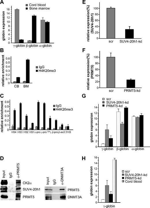 Figure 5. SUV4-20h1 induced epigenetic modification of the γ-globin genes is developmentally specific. (A) Quantitative reverse-transcriptase (Q-RT)–PCR analysis of γ-, β-, and α-globin gene expression in cord blood (CB) and bone marrow (BM). (B) H4K20me3 at the γ-promoter was measured by ChIP in chromatin fractions from erythroid progenitors from CB and BM. (C) Localization of H4K20me3 across the β-globin locus measured by ChIP in chromatin fractions from erythroid progenitors from BM. The precipitated DNA was amplified with primers specific for the indicated regions of the β-globin locus.8 HS, hypersensitive site; pro, promoter; G/Aγ, intergenic region between Gγ- and Aγ-globin genes; β-ex3, exon 3 of the β-gene. The error bars correspond to the SD. Each experiment was performed 3 times independently. Normal rabbit IgG served as the control. (D) Western blot analysis of proteins immunoprecipitated from erythroid progenitors from BM with α-PRMT5 Ab (left panel) or α-DNMT3A Ab (right panel). A mock IP with normal rabbit IgG was used as a negative control. Abs used are indicated on the right. (E) Expression of SUV4-20h1 and (F) PRMT5 was analyzed in erythroid progenitors from BM expressing specific shRNAs or scrambled control sequences (scr). (G) Analysis of γ-, β-, and α-globin gene expression in SUV4-20h1-kd, PRMT5-kd and scr control BM cells. The error bars correspond to the SD. Each experiment was performed 4 times independently. (H) Comparison of γ-globin gene expression levels in CB and SUV4-20h1-kd, PRMT5-kd and scr control BM cells by Q-RT-PCR.