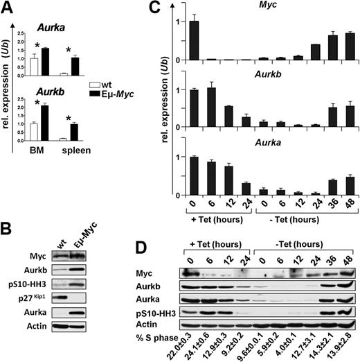 Figure 1. Myc up-regulates the expression of Aurka and Aurkb. (A) Quantitative SYBR Green real-time PCR analysis (quantitative RT-PCR) of Aurka and Aurkb transcript levels in bone marrow (BM) and splenic (spleen) B220+ B cells from 4-week-old wild-type (wt; white bars) or Eμ-Myc (black bars) littermate mice. Levels of mRNA are standardized to the expression of Ubiquitin (Ub). Bars represent the mean of 3 experiments ± SEM. *P < .05. (B) Immunoblot analysis of the indicated proteins in splenic B220+ B cells from 4-week-old wild-type (wt) or Eμ-Myc-transgenic littermate mice. (C) Quantitative RT-PCR analysis of c-Myc, Aurka, and Aurkb RNA expression in P493-6 human B cells that bear a tetracycline-regulated Myc gene. The cells were treated with tetracycline for the indicated time (+Tet), washed, and cultured in tetracycline-free medium (−Tet). Levels of mRNAs were standardized to the expression of Ubiquitin (Ub), which is not regulated by Myc. (D) Top panel: Immunoblot analysis of the indicated proteins from the same P493-6 cells as in panel C. The numbers below the immunoblots indicate the percentage of cells in S phase (PI staining) assessed by flow cytometry. Tet indicates tetracycline.