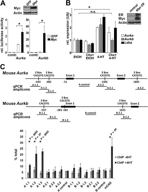 Figure 2. Aurka is a direct Myc target gene, whereas Aurkb is indirectly up-regulated by Myc. (A) Top panel: Immunoblot analysis of NIH-3T3 cells infected with Myc or GFP control retrovirus. Vertical lines have been inserted to indicate a repositioned gel. Bottom panel: NIH-3T3 cells were transiently transfected with the indicated firefly luciferase promoter-reporter constructs and assessed for relative luciferase activity. Shown is the relative luciferase activity in Myc-expressing versus GFP-only expressing cells. Renilla luciferase plasmids were cotransfected to normalize for transfection efficiency. Bars represent the mean ± SEM of 3 independent experiments, each performed in duplicate. *P < .05. (B) Right panel: Immunoblot analysis of NIH-3T3 cells infected with retroviruses encoding MSCV-Myc-ER-IRES-Puro. Left panel: After puromycin selection, cells expressing Myc-ER were cultured in the presence or absence of 4HT and/or cycloheximide (Chx) for 4 hours to activate preexisting Myc-ER in the presence or absence of protein synthesis. Ethanol (EtOH) was the vehicle for 4HT. The cells were harvested and RNA prepared for quantitative RT-PCR in which primers directed against Aurka, Aurkb, Ldha, and Ubiquitin (Ub) were used. Levels of mRNA were standardized to the expression of Ub. Bars represent the mean ± SD from 3 experiments. The up-regulation of all genes is significant on Myc activation in the absence of Chx (P < .05). The induction of Aurka by Myc is significant in the presence of Chx. *P < .05. n.s. indicates not significant. (C) ChIP analysis for Myc binding to mouse Aurk genes in Balb/c-3T3 fibroblasts expressing Myc-ER. Top panel: Map of the murine Aurka and Aurkb gene regions analyzed and the location of the E-boxes and amplicons used to detect Myc binding by quantitative PCR after ChIP. Amplicons A1.1, A1.2, A1.3, A2.2, A.2.1, A3.2, and A control detect Aurka, whereas amplicons B1.1, B1.2, B1.3, B2.1, B2.2, and B control detect Aurkb genomic DNA. Chromatin was isolated from cells 6 hours after activation of Myc-ER (+4HT) or uninduced (−4HT) and immunoprecipitated with antibody against c-Myc. Quantitative PCR was carried out on immunoprecipitated chromatin and input chromatin and expressed as percentage total using the calculation % total = 2Ct input − Ct ChIP × % input used for ChIP.28 Shown is the mean of 3 experiments ± SD. *P values comparing −4HT and +4HT samples.