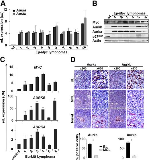 Figure 3. Elevated Aurka and Aurkb are hallmarks of Myc-driven lymphoma. (A) Quantitative RT-PCR analysis of Aurka and Aurkb expression in 10 Eμ-Myc lymphomas versus splenic wild-type (wt) B220+ B cells. Levels of mRNA were normalized to the expression of Ubiquitin (Ub). (B) Immunoblot analysis of the indicated proteins in wild-type (wt) control splenic B220+ B cells vs Eμ-Myc lymphomas. (C) Quantitative RT-PCR analysis of Myc, Aurka, and Aurkb mRNA expression in 6 human BL samples compared with CD19+ control B cells. Levels of mRNA were normalized to the expression of Ubiquitin (Ub). (D) Immunohistochemical analysis of Aurka and Aurkb expression in BL, MCL, and control tissue (tonsils). Top panel: Representative samples at low- (original magnification ×200) and high-power (original magnification ×630) views. Image acquisition: Zeiss Axioplan 2 microscope; 63×/0.95 numeric aperture (NA) Plan-Neofluar air objective (high-power views), 20×/0.5 NA Plan-Neofluar air objective (low-power views); Zeiss Axiocam MRc 5 camera; Axiovision Rel 4.6 scanning software. Bottom panels: Percentage of cells that stain positive for Aurka and Aurkb. A grid ocular objective was used to count 400 cells over 3 high-power fields (original magnification ×40). Bars represent the mean percentage of positive cells from 5 BL and 5 MCL samples ± SD. *Significant difference (P < .001).