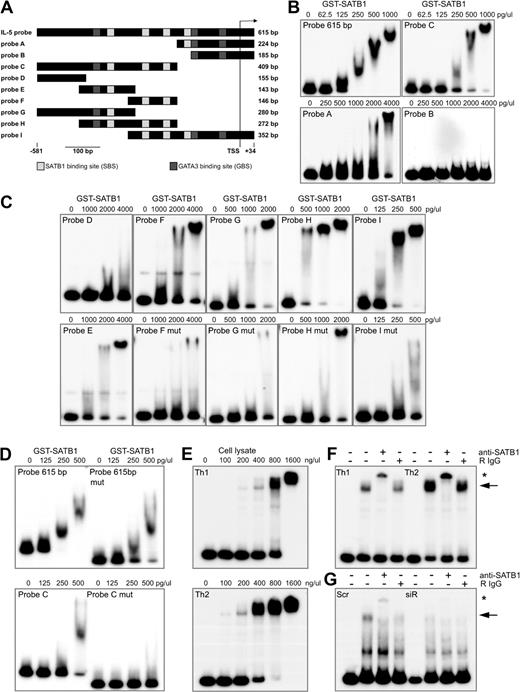 Figure 4. Human IL-5 promoter harbors several SBSs. (A) A schematic of IL-5 promoter sequence and its truncations used in EMSAs as well as location of identified SBSs and previously published GATA3-binding sites. (B) Increasing concentrations of recombinant SATB1 was incubated with the full-length (615-bp) IL-5 probe and probes A, B, and C. (C) Increasing concentrations of recombinant SATB1 were incubated with probes D, E, F, G, H, and I or with the mutated (without SBSs) probes F, G, H, and I. (D) Increasing concentrations of recombinant SATB1 were incubated with the full-length IL-5 probe and probe C as well as with the corresponding mutated (without SBSs) probes. (E) Increasing concentrations of nuclear lysates from cord blood CD4+ T cells polarized to Th1 and Th2 directions for 24 hours were incubated with probe A. (F) Probe A was incubated with 4.0 μg Th1 or Th2 nuclear extract and additionally with anti-SATB1 or normal rabbit IgG. (G) Probe A was incubated with 16.0 μg nuclear extract from cord blood CD4+ T cells nucleofected with scrambled (Scr) control or SATB1-siRNA (siR) and cultured in Th2-polarizing conditions for 24 hours and additionally with anti-SATB1 or normal rabbit IgG. The arrow indicates the lysate-probe complex. *Band shift of the complex. The protein concentrations used with each probe are marked in the figure. Data are representative of 3 independent experiments.
