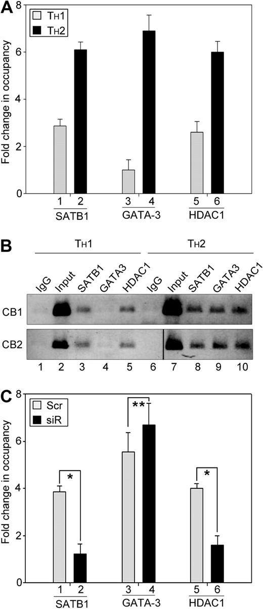 Figure 6. Differential occupancy of SATB1, GATA3, and HDAC1 on IL-5 proximal promoter in Th1 and Th2 cells during T-cell differentiation. (A) Naive CD4+ cells were polarized for 24 hours and subjected to ChIP assay. Occupancy of IL-5 promoter by SATB1, GATA3, and HDAC1 during Th1 () and Th2 (▬) differentiation was monitored by quantitative RT-PCR using primers corresponding to fragment A of the IL-5 promoter. Data represent fold change in occupancy of indicated proteins compared with their corresponding IgG controls, after normalizing for the input chromatin. Each error bar represents SD calculated from triplicates. (B) ChIP-PCR analysis for occupancy of SATB1, GATA3, and HDAC1 on proximal IL-5 promoter in Th1 and Th2 cells was performed as described in “ChIP and ChIP-on-chip.” ChIP-PCR products (∼ 200 bp) from 2 representative cord blood (CB) samples are depicted. Vertical lines have been inserted to indicate a repositioned gel lane. (C) Naive CD4+ T cells nucleofected with scrambled (Scr) control or SATB1-siRNA (siR) were cultured in Th2-polarizing conditions for 24 hours and subjected to ChIP assay. Occupancy of IL-5 promoter by SATB1, GATA3, and HDAC1 during Th2 differentiation in the presence of Scr () or siR (▬) was monitored by quantitative RT-PCR using primers corresponding to fragment A of IL-5 promoter as described in “Quantitative RT-PCR analyses.” Error bar represents SD calculated from triplicates. *P < .005. **P < .01.