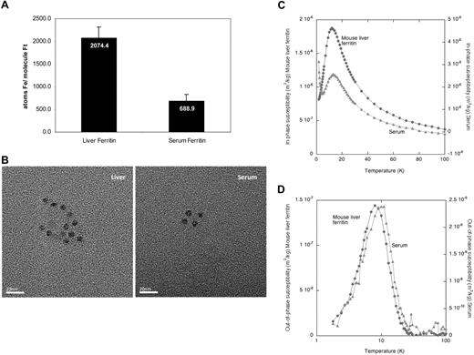 Figure 3. Serum ferritin contains minimal iron and its iron core resembles the liver ferritin core structure. (A) Equal amounts of liver and serum ferritin were immunoprecipitated and iron content was determined by the ferrozine assay. Ferritin protein concentration was determined by ELISA before precipitation and loss of ferritin during precipitation was calculated by quantitative Western blot of immunoprecipitated and nonimmunoprecipitated ferritin. The average iron atoms/ferritin molecule ratio was calculated. An average of 2 measurements is shown. (B) Visualization of ferritin–iron core from serum ferritin by transmission electron microscopy (TEM) reveals similar core size as in liver ferritin. TEM analysis of liver ferritin and serum was performed at room temperature on a Jeol 2000 FXII microscope using a 120 000× magnification. Images were captured using a Gatan Model 694 CCD camera with Gatan Digital Micrograph software. Images were processed with Adobe Photoshop. Size bar indicates 20 nm. (C) Temperature dependence of the in-phase susceptibility of the mouse serum and isolated mouse liver ferritin. Paramagnetic tail in serum is visible at the left end of curve. (D) Temperature dependence of the out-of-phase susceptibility of the mouse serum and isolated mouse liver ferritin.