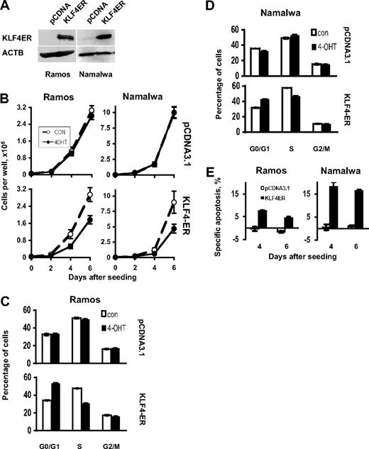 Figure 3. KLF4 inhibits growth of BL cell lines. (A) Expression of KLF4-ER protein in stable clones of BL cell lines Ramos and Namalwa was measured by immunobloting using anti-KLF4 antibody. Anti-ACTB antibody was used as a loading control. (B) Cell lines were plated in 6-well plates at a density of 0.5 × 105 cells per well in 3 mL of complete culture medium (day 0). 4-OHT was added at concentration 200nM at the days 0, 2, and 4. Cells were counted with a hemocytometer. Cell viability was controlled by trypan blue staining. All experiments were repeated at least 3 times. The data represent mean ± SD of the most representative experiment. (C-D) Cell-cycle analysis. Cells were seeded at the density of 1 × 106/10 mL of the complete medium and were treated with 200nM 4-OHT at the same day; in 48 hours, cells were harvested and cell-cycle distribution was measured by PI staining as described in “Cell proliferation assay, apoptosis, and cell-cycle analysis.” Data are mean ± SD obtained in 3 independent experiments. (E) Cells were seeded at concentration of 1 × 106 cells per 10 mL of complete medium. The 4-OHT was added at the same concentration and schedule as for cell proliferation experiment and cell-cycle experiments. Cell death was measured by annexin V/PI staining. The results are represented as specific apoptosis (SA): SA (%) = 100(AE − AC)/(1 − AC), where AE equals percentage of apoptotic cells in the experimental (+4-OHT) group and AC equals percentage of apoptotic cells in the control (not treated) group. Data are mean ± SD of 1 most representative of at least 3 independent experiments.