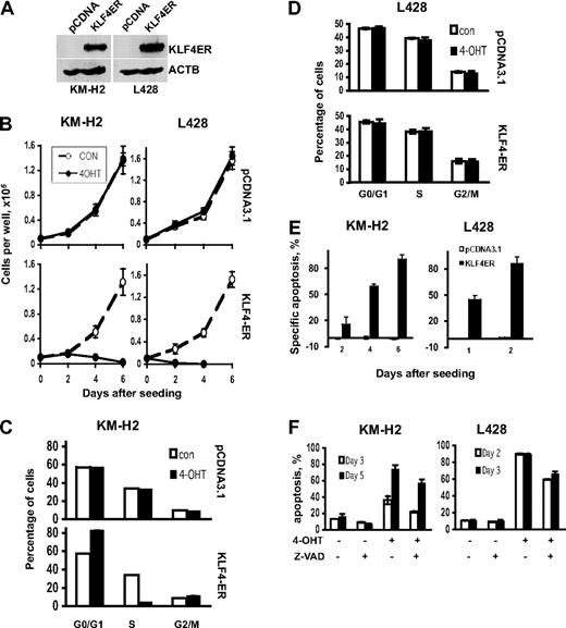 Figure 4. KLF4 induces cell death in cHL cell lines. (A) Expression of KLF4-ER fusion protein in KMH2-KLF4-ER and L428-KLF4-ER as well as in KM-H2-pcDNA and L428-pcDNA clones was investigated as described for Figure 2 legend. (B) KLF4 activation suppresses growth of cHL cell lines. The experiments were done as described for Figure 2B legend, except that cells were seeded at density 1 × 105/well because of the relatively slow growth kinetic of cHL cell lines. (C-D) Cell-cycle distribution was measured as indicated for Figure 2C and D. (E) KLF4 induces apoptosis in cHL cell lines (Figure 2E). (F) Caspase inhibition does not completely protect cHL cell lines from KLF4-induced apoptosis. A total of 2 × 105 cells/well of 6-well plate were seeded in 3 mL of the medium. Z-VAD.fmk was added at the day of seeding at concentration 320μM followed by 200nM of 4-OHT 2 hours later. Cell death is given as percentage of dead cells. Data are mean ± SD of 3 independent experiments.