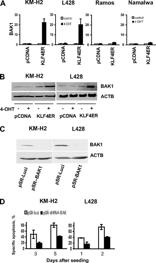 Figure 6. BAK1 activation is responsible for KLF4-induced apoptosis in cHL cell lines. (A) KLF4 induces BAK1 mRNA expression. A total of 2 × 106 KMH2, L428, Namalwa, and Ramos cells stably expressing KLF4-ER fusion protein, or empty vector were seeded in 10 mL of complete culture medium and treated with 200nM of 4-OHT at the same day. Twenty-four hours later, cells were harvested and BAK1 expression was assessed by quantitative PCR. Data are relative mRNA expression (mean ± SD) calculated by the comparative Ct method. The relevant nontreated controls were used as comparators. RPL13A was used as reference gene. All experiments were performed in triplicate. (B) KLF4 activation induces BAK1 protein expression in cHL cell lines. Western immunoblots of transfected cells with or without 4-OHT are shown. ACTB was used as loading control. (C-D) Silencing of BAK1 expression by shRNA prevents KLF4 induced cell death. (C) KM-H2-KLF4-ER or L428-KLF4-ER cells were transiently transfected with pRS-luci and pRS-shBAK1 vectors followed by 5-day selection with 0.5 μg/mL (KM-H2) and 1 μg/mL (L428) of puromycin. BAK1 expression was determined by immunoblot. (D) KM-H2-KLF4-ER and L428-KLF4-ER were transfected with pRS-BAK1 or pRS-luci and were selected for 5 days with puromycin. Then cells were recovered for 1 day in the complete culture medium without puromycin followed by treatment with 200nM of 4-OHT (day 0). Apoptosis was measured on the indicated time points. Data are mean ± SD obtained in 2 independent experiments.