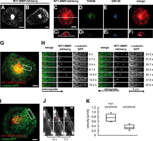 Figure 1. Localization and dynamics of MT1-MMP-mCherry in macrophages. (A-B) Still images of confocal time-lapse videos (supplemental Videos 1-2) of a macrophage expressing MT1-MMP–mCherry. Note the central accumulation and also vesicles throughout the cytoplasm of a quiescent (A), or at the leading edge of a randomly migrating cell (B). (C-F) Micrographs of a primary macrophage (C) expressing MT1-MMP–mCherry, (D) stained for trans-Golgi marker TGN46 using specific primary and Alexa 488–labeled secondary antibody, and (E) stained for cis-Golgi marker GM130 using specific primary and Cy5-labeled secondary antibody. (F) Merge of images in panels C, D, and E. White bar indicates 10 μm, white line in panel C indicates axis used for the acquisition of respective xz side views shown in panels Ci, Di, Ei, and Fi. (G-H) MT1-MMP–mCherry vesicles move bidirectionally along microtubules. (G) Still image from confocal time-lapse video (supplemental Videos 3-4) of a macrophage expressing MT1-MMP–mCherry and α-tubulin–GFP. White scale bar indicates 10 μm; white box indicates detail area shown in panel H. Detail images (supplemental Video 4) showing movement of MT1-MMP–mCherry vesicles along microtubules. (H left panel) Merged images; (middle panel) MT1-MMP–mCherry signal; (right panel) α-tubulin–GFP signal. Block of images on left shows anterograde movement of a vesicle toward the cell periphery; block of images on right shows retrograde movement of the same vesicle toward the cell center. Time in seconds since the start of the experiment is indicated on the right. (I-J) Movement of MT1-MMP–mCherry vesicles along actin cables in the cell periphery. Confocal micrograph of macrophage expressing MT1-MMP–mCherry and Lifeact-GFP, labeling F-actin. White scale bar indicates 10 μm. White box indicates area shown in detail images in panel J. Detail images from time-lapse video (supplemental Video 5) showing bidirectional movement of MT1-MMP–mCherry along actin cables. Elapsed time between frames is indicated below. White arrows indicate direction of MT1-MMP–mCherry movement. White bar indicates 5 μm. (K) Velocities of MT1-MMP–mCherry vesicles. Box plot diagram shows velocities in micrometers per second for vesicles moving through the central parts of the cell (nonperipheral; n = 20) and for vesicles moving within the cell periphery (within 5 μm of the cell border; peripheral; n = 20). Box plots show mean values with a statistical cut off of ± 25%, with respective SD.