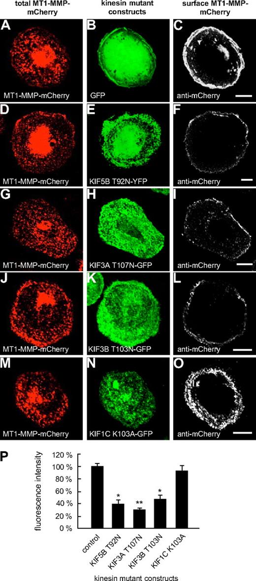 Figure 3. Overexpression of rigor constructs of KIF5B, KIF3A, and KIF3B influences cell-surface exposure of MT1-MMP. Confocal micrographs of macrophages expressing MT1-MMP–mCherry transfected with (A-C) GFP control or GFP- or YFP-fused P-loop mutant constructs of kinesins: (D-F) KIF5B T92N, (G-I) KIF3A T107N, (J-L) KIF3B T103N, and (M-O) KIF1C K103A. Total MT1-MMP–mCherry signal shown in (A,D,G,J,M; red), GFP signal in (B,E,H,K,N; green). Cells were fixed, but not permeabilized, and stained with primary anti-mCherry antibody and secondary Cy5-conjugated antibody to label MT1-MMP–mCherry on the cell surface (C,F,I,L,O; white). Note reduction of MT1-MMP–mCherry at the cell surface upon overexpression of KIF5B, KIF3A, and KIF3B mutants, but not in case of the KIF1C mutant. White bar indicates 10 μm for all images of the same row. (P) Fluorescence intensities of surface-localized MT1-MMP–mCherry, based on Cy5 fluorescence. Bars indicate mean values ± SD. Fluorescence intensity for the control (A-C) was set to 100%. *P < .05, **P < .01 compared with control. For all values, 3 × 30 cells were evaluated. For specific values, see supplemental Table 1.