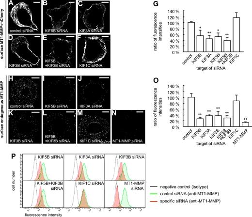 Figure 4. Cell-surface exposure of MT1-MMP is mediated by KIF5B and KIF3A/KIF3B, but not by KIF1C. (A-F) Confocal micrographs of macrophages overexpressing MT1-MMP–mCherry (A-F) and wildtype macrophages (H-N), each treated with siRNA against (A,H) control sequence, (B,I) KIF5B, (C,J) KIF3A, (D,K) KIF3B, (E,L) KIF5B and KIF3B, (F,M) KIF1C, or (N) MT1-MMP. Cells were fixed, but not permeabilized, and stained with primary anti-mCherry (A-F) or anti–MT1-MMP (H-N) antibody, respectively, and secondary Cy5-conjugated antibody to label MT1-MMP–mCherry (A-F) or endogenous MT1-MMP (H-N) on the cell surface. White scale bar indicates 10 μm for all images. (G) Ratio of surface MT1-MMP–mCherry based on Cy5 fluorescence versus total cellular MT1-MMP–mCherry based on mCherry fluorescence. Fluorescence intensities for the control siRNA were set to 100%. *P < .05, **P < .01 compared with control. Bars indicate mean values ± SD. (O) Fluorescence intensities of surface-localized endogenous MT1-MMP, based on Cy5 fluorescence. Fluorescence intensities for the control siRNA were set to 100%. **P < .01 compared with control. For all values, 3 × 30 cells were evaluated. For specific values, see supplemental Table 1. Bars indicate mean values ± SD. (P) Flow cytometric analysis of endogenous MT1-MMP on the cell surface. Macrophages were treated with siRNA against control sequence, KIF5B, KIF3A, KIF3B, KIF5B and KIF3B, KIF1C, or MT1-MMP and stained for surface MT1-MMP and Alexa 488–labeled secondary antibody without fixation. Cells treated with control siRNA and stained with isotype IgG antibody were used as a negative control (gray). Note lower fluorescence intensity of cells transfected with siRNA against KIF5B, KIF3A, or KIF3B, compared with siRNA against KIF1C or unspecific control siRNA (green). Results from 1 of 2 respective experiments are shown. For specific values, see supplemental Table 1.